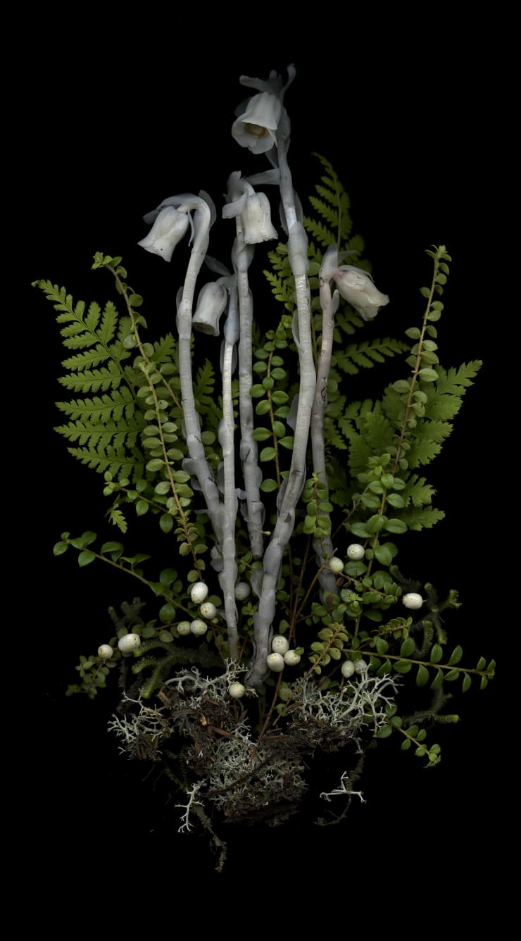 Julya Hajnoczky, Monotropa uniflora 5, 2023