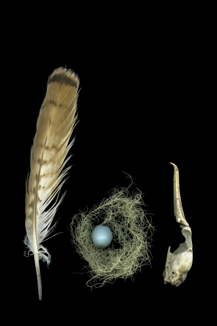 Julya Hajnoczky, Buteo regalis, 2017