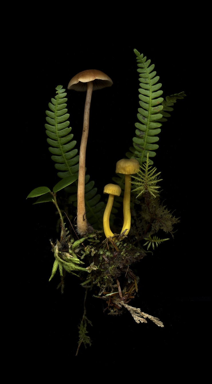 Julya Hajnoczky, Craterellus tubaeformis, 2021