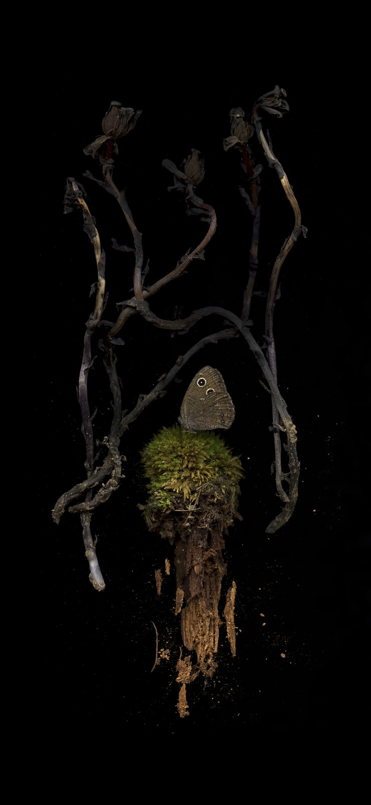 Julya Hajnoczky, Monotropa uniflora 2, 2021