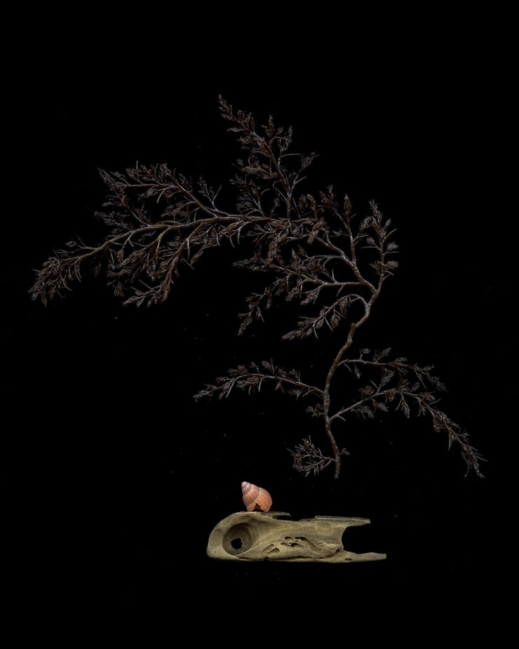 Julya Hajnoczky, Odonthalia floccosa, 2022