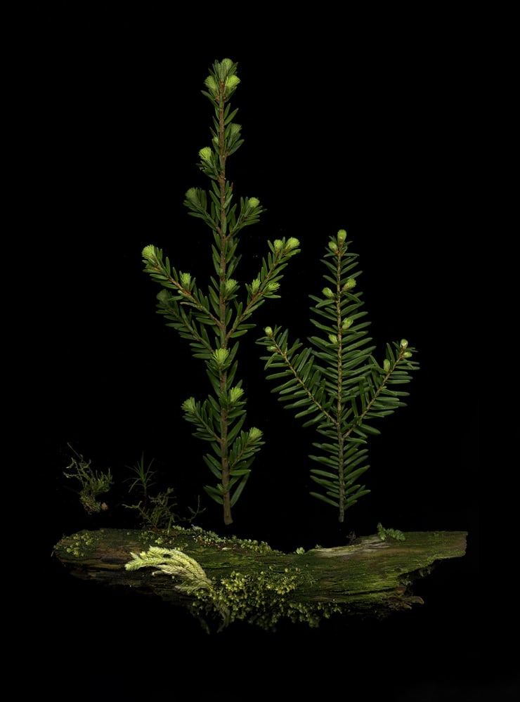 Julya Hajnoczky, Tsuga heterophylla 3, 2022