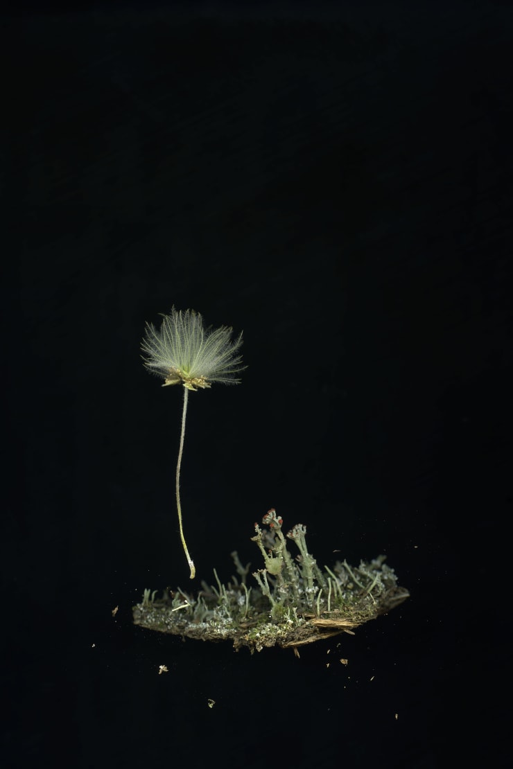 Julya Hajnoczky, Cladonia cristatella, 2017