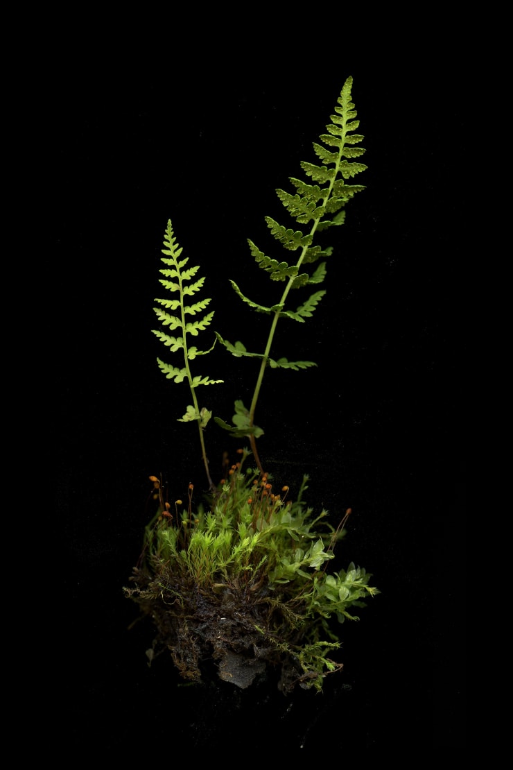 Julya Hajnoczky, Cystopteris fragilis, 2021