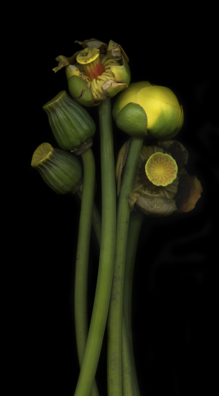 Julya Hajnoczky, Nuphar lutea 2, 2022
