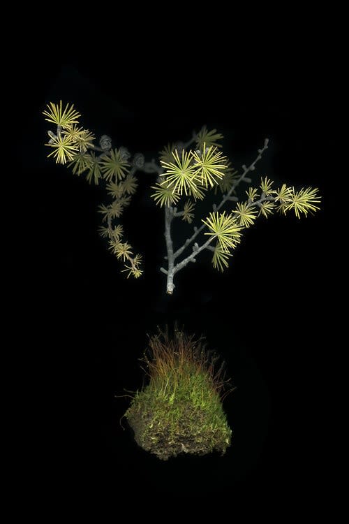 Julya Hajnoczky, Larix Laricina, 2019