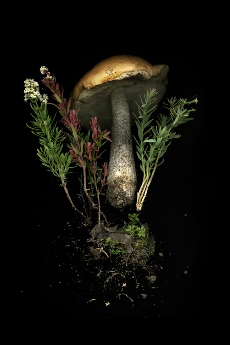Julya Hajnoczky, Leccinum Aurantiacum, 2020