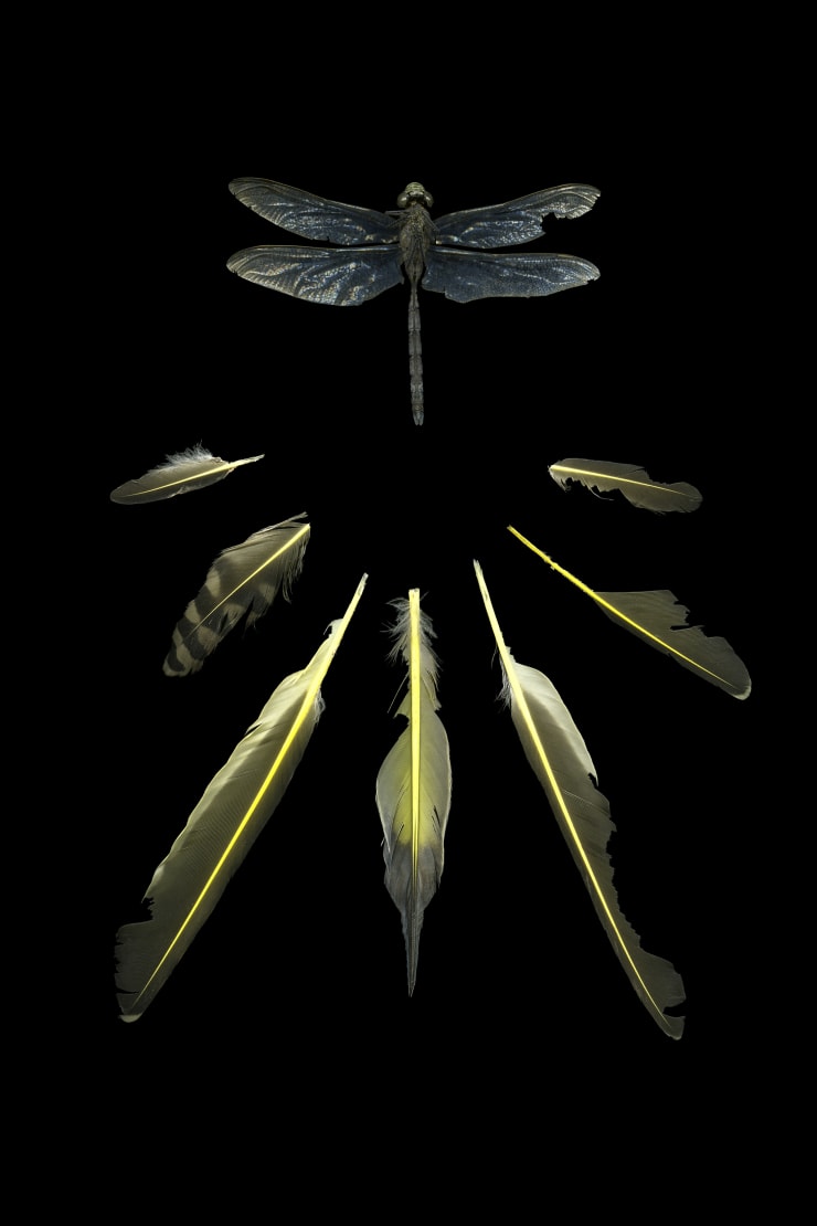 Julya Hajnoczky, Aeshna canadensis, 2018