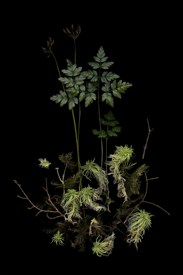 Julya Hajnoczky, Coptis asplenifolia, 2022