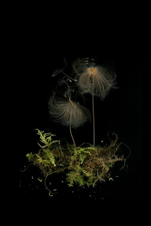 Julya Hajnoczky, Dryas Octopetala, 2020