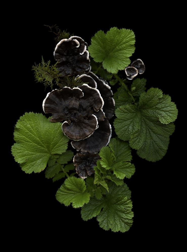 Julya Hajnoczky, Thelephora terrestris, 2021