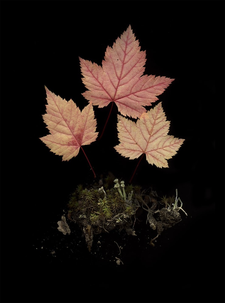 Julya Hajnoczky, Acer glabrum, 2022
