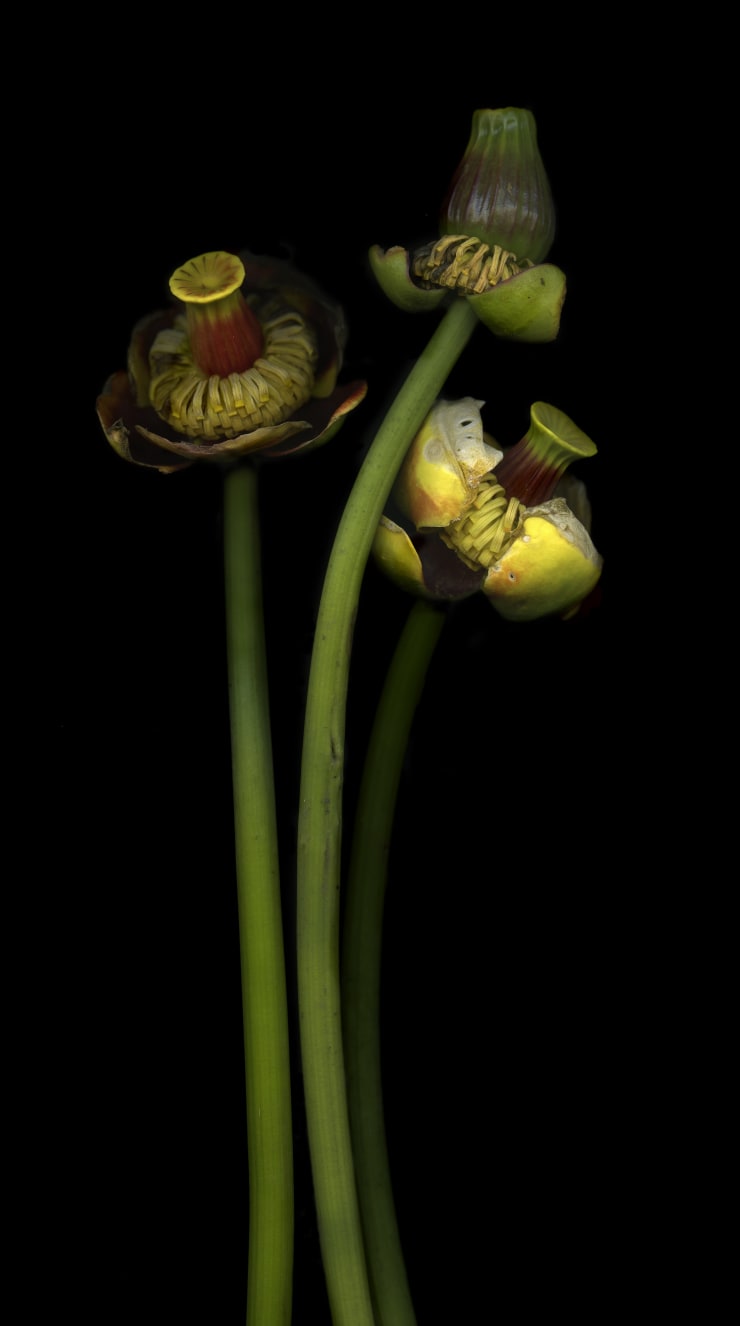 Julya Hajnoczky, Nuphar lutea 1, 2022