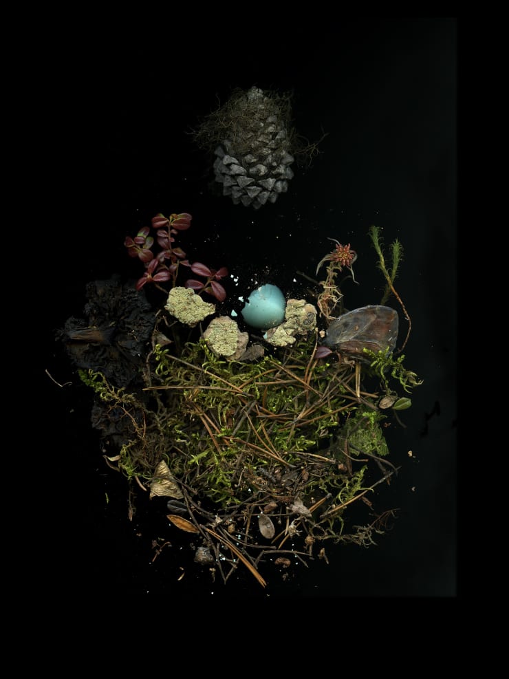 Julya Hajnoczky, Pinus contorta, 2020