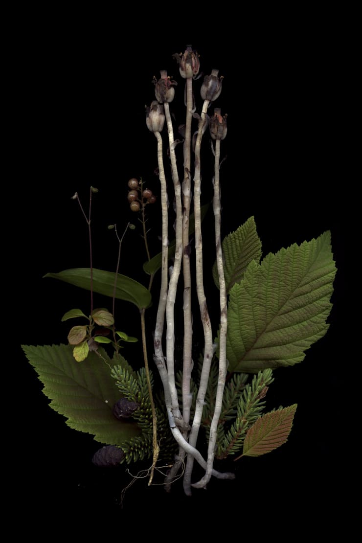 Julya Hajnoczky, Monotropa uniflora 6, 2023