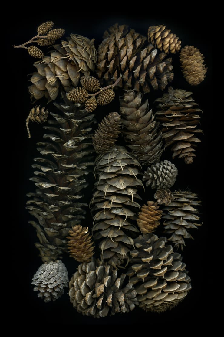Julya Hajnoczky, Pseudotsuga menziesii, 2017