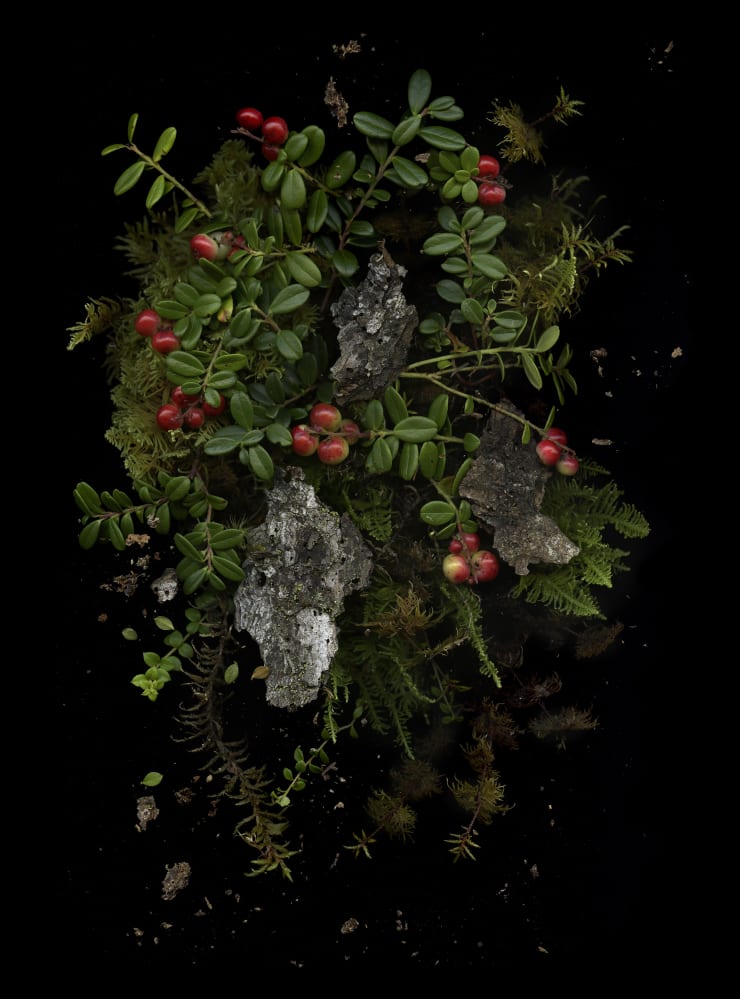 Julya Hajnoczky, Vaccinium vitis-idaea, 2023