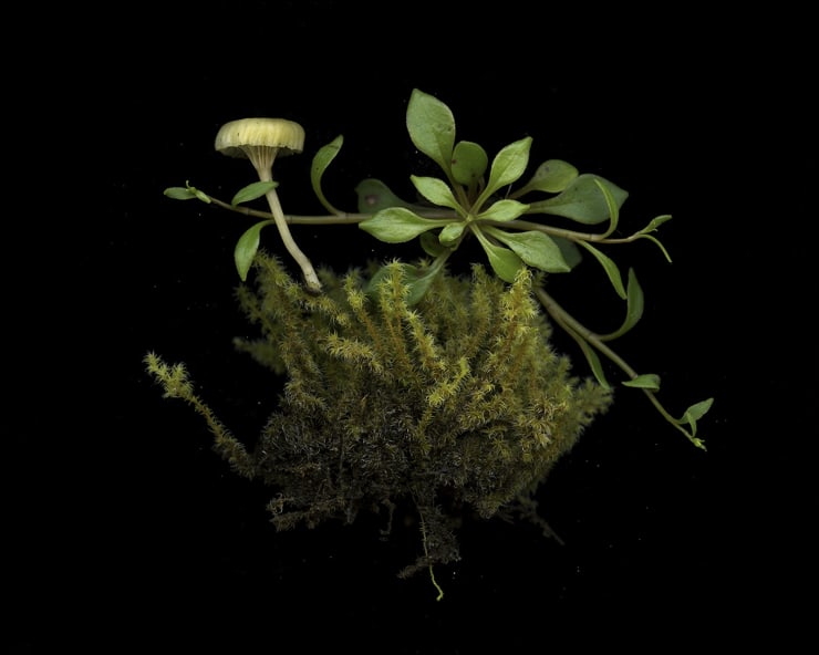 Julya Hajnoczky, Montia parvifolia, 2022