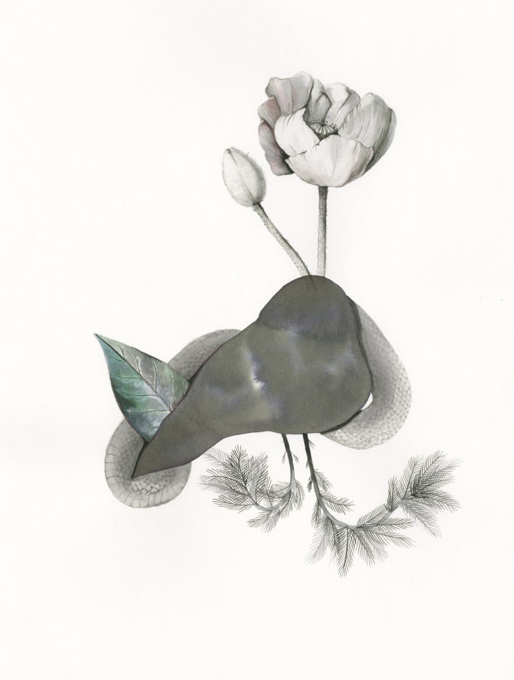 Heather Close, Cinerous