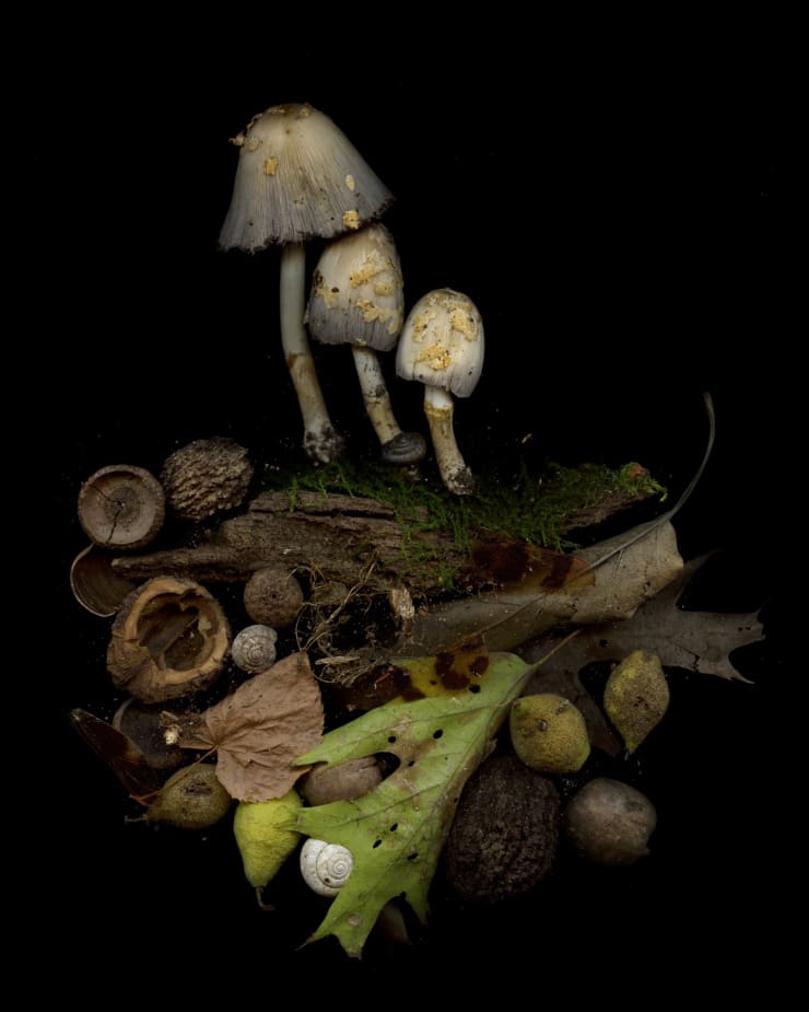 Julya Hajnoczky, Coprinopsis variegata, 2022
