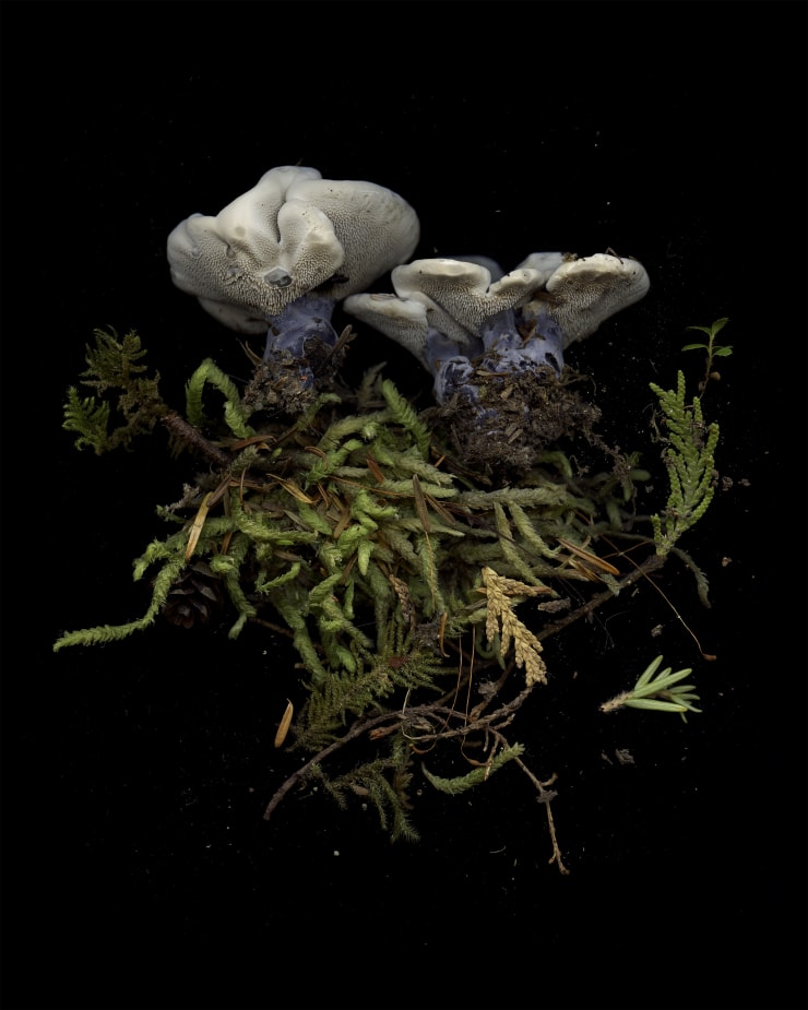 Julya Hajnoczky, Hydnellum suaveolens, 2022