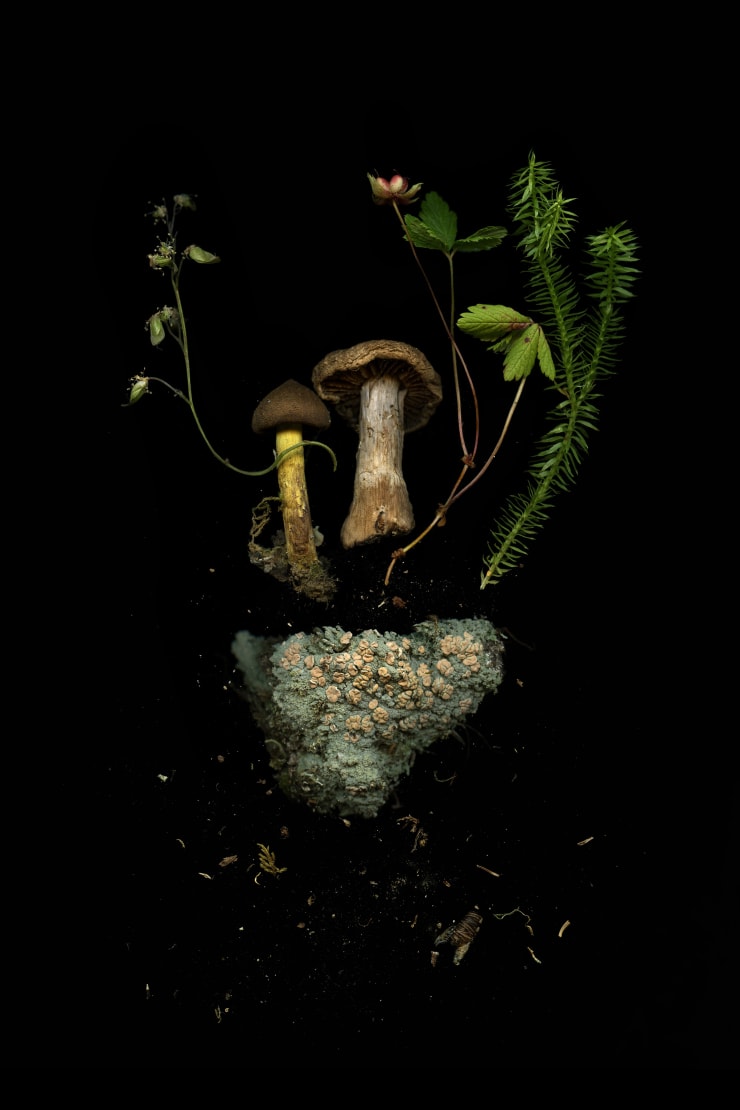 Julya Hajnoczky, Icmadophila Ericetorum, 2020