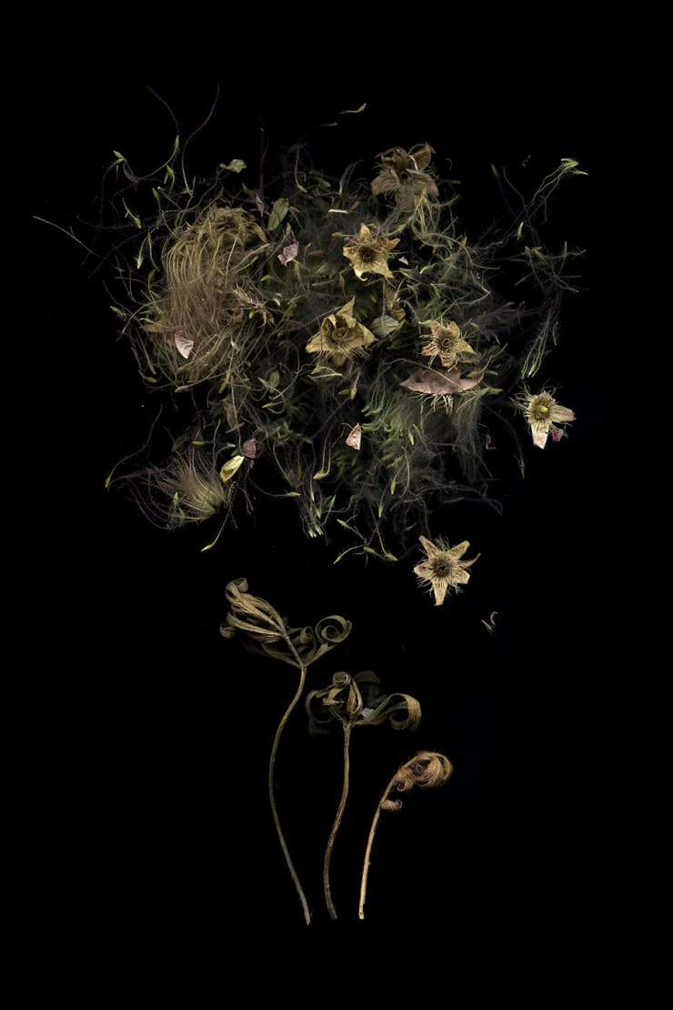 Julya Hajnoczky, Geum triflorum, 2022