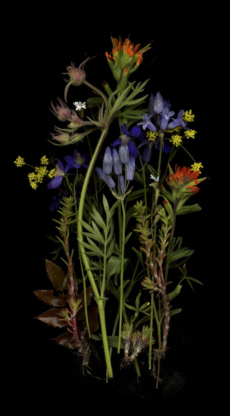 Julya Hajnoczky, Triteliea grandiflora, 2021