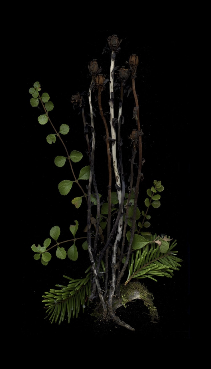 Julya Hajnoczky, Monotropa uniflora 3, 2022