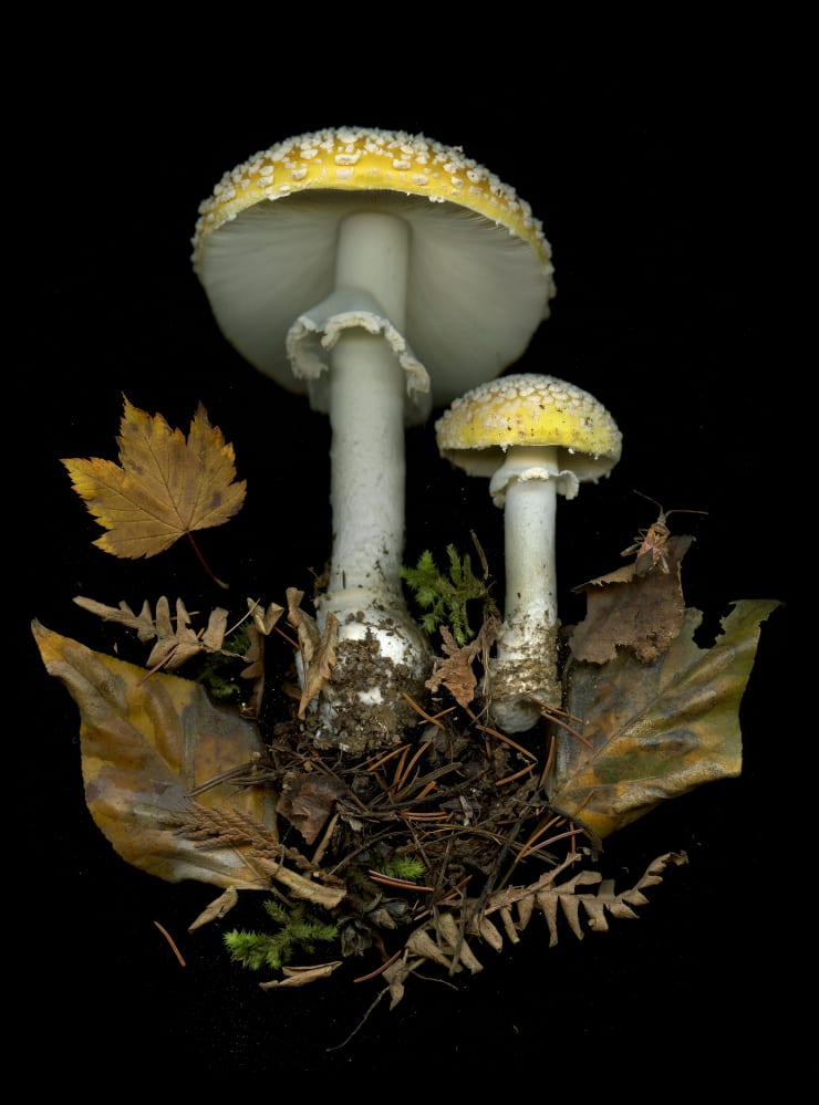 Julya Hajnoczky, Amanita muscaria formosa, 2021