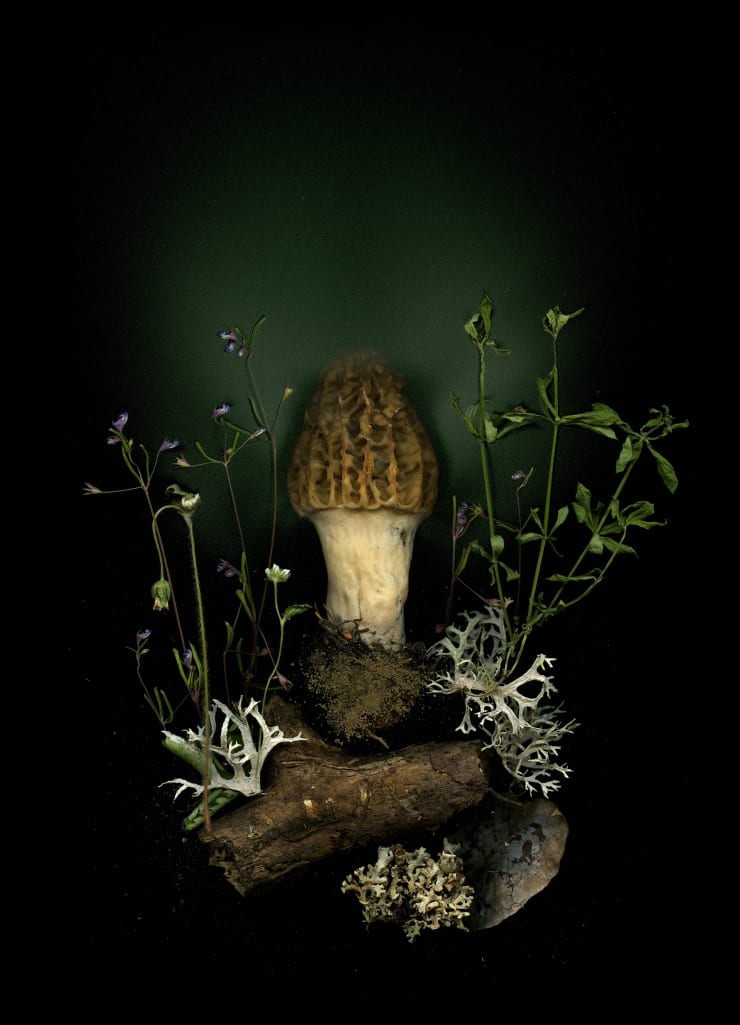 Julya Hajnoczky, Morchella esculenta , 2021