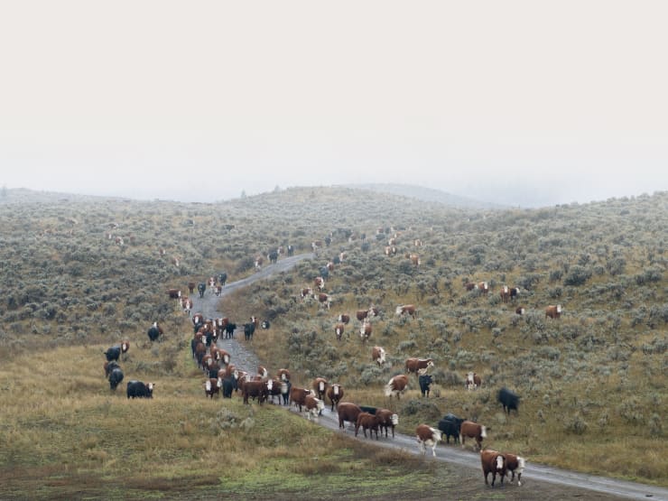 Kevin Boyle, Procession Under Watchful Eye, 2016