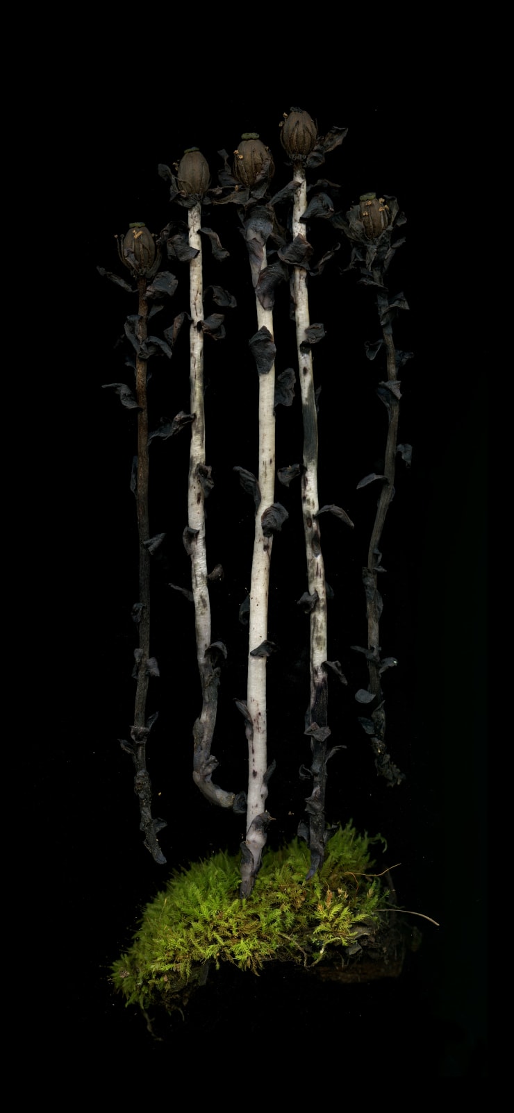 Julya Hajnoczky, Monotropa uniflora, 2020