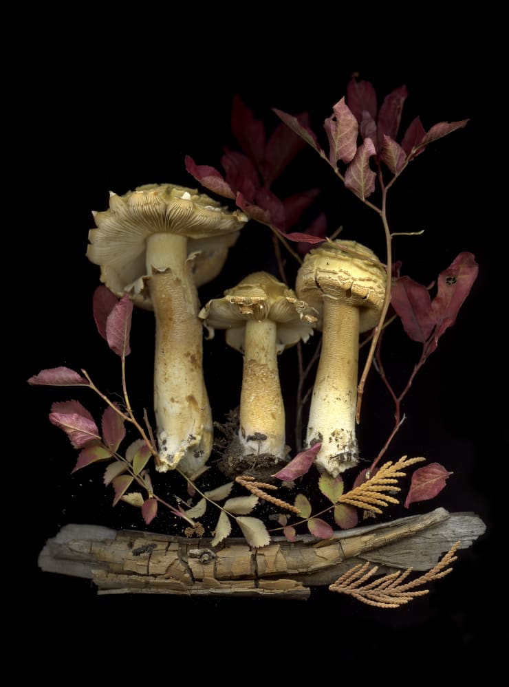 Julya Hajnoczky, Agaricus augustus, 2021