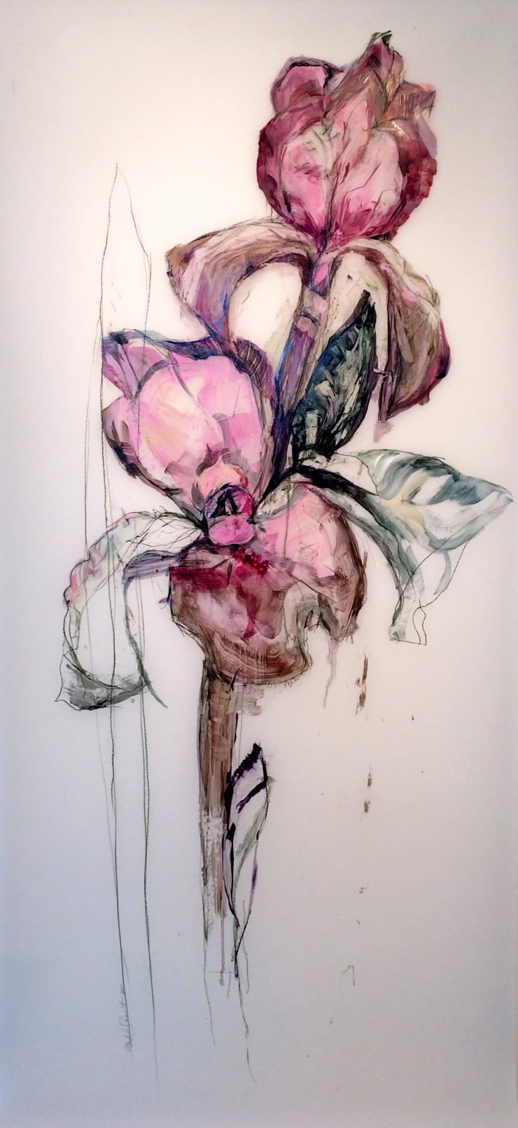 Madeleine Lamont, Iris Scroll