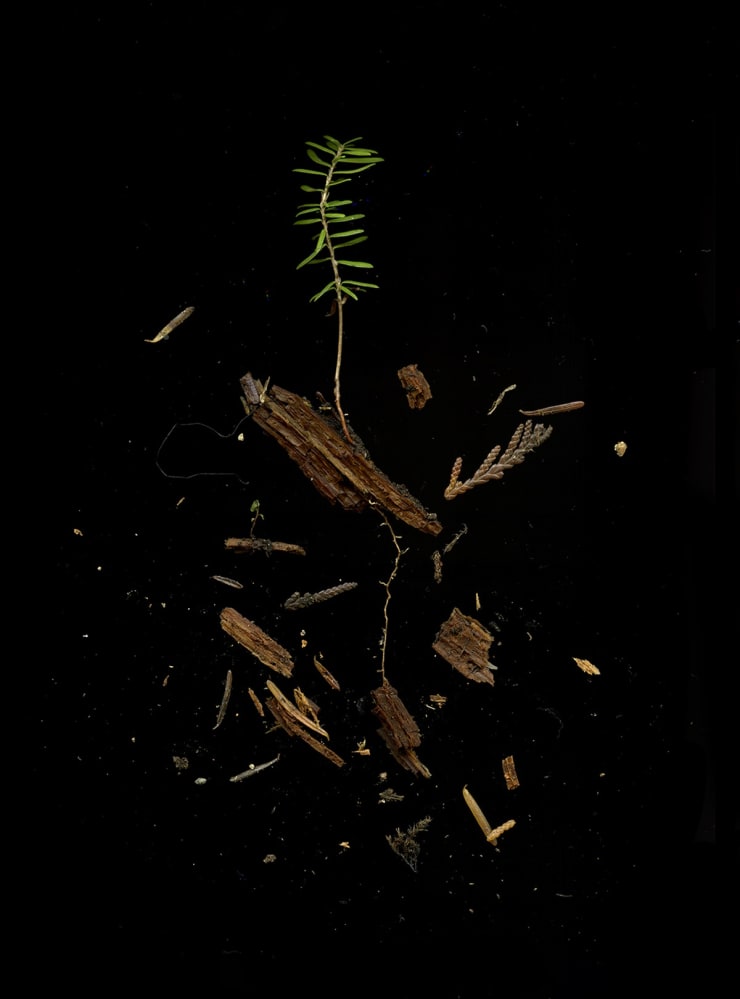 Julya Hajnoczky, Tsuga heterophylla 1, 2022