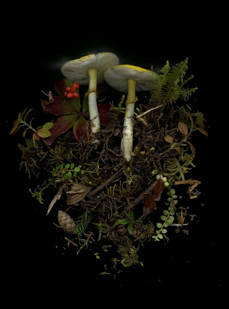 Julya Hajnoczky, Hygrocybe flavescens 1, 2023