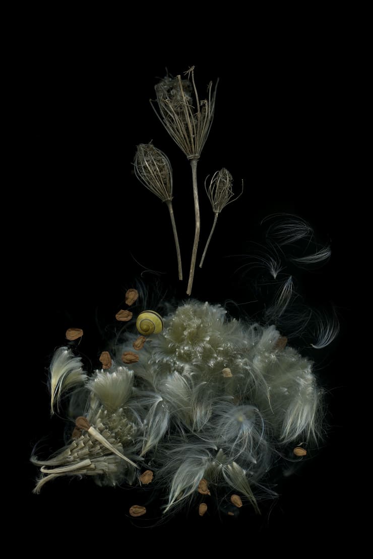 Julya Hajnoczky, Cepaea nemoralis, 2020