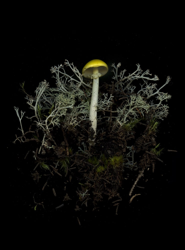 Julya Hajnoczky, Amanita flaviconia 2, 2023