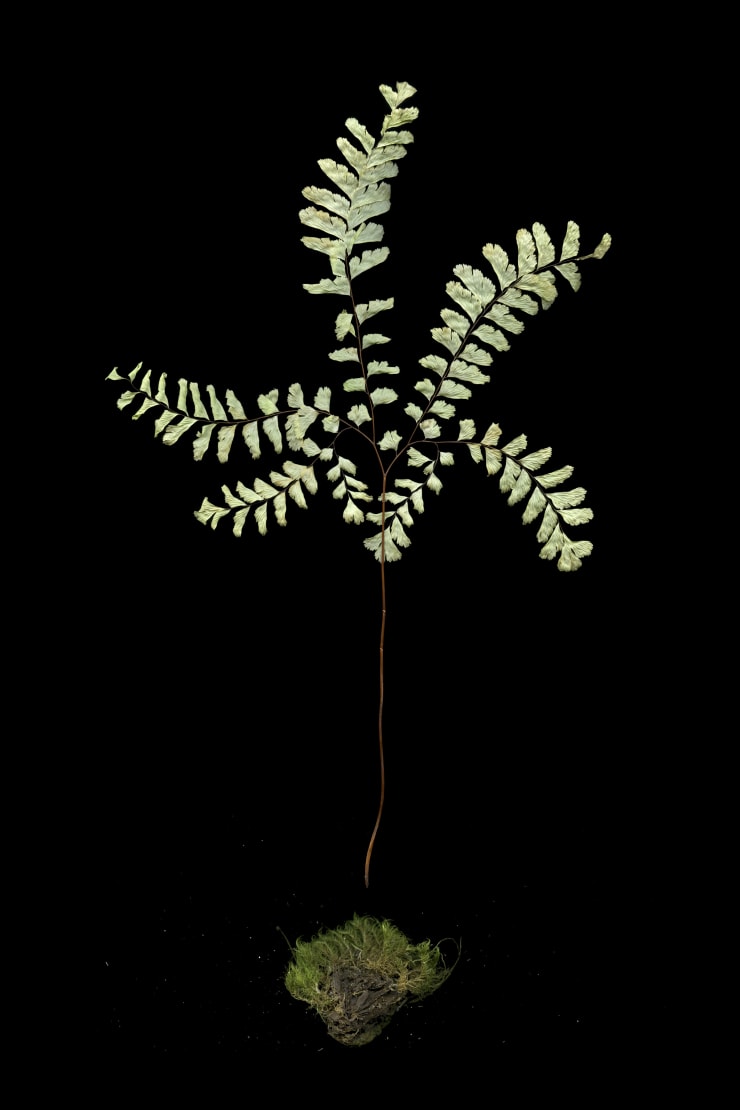 Julya Hajnoczky, Adiantum Pedatum, 2018