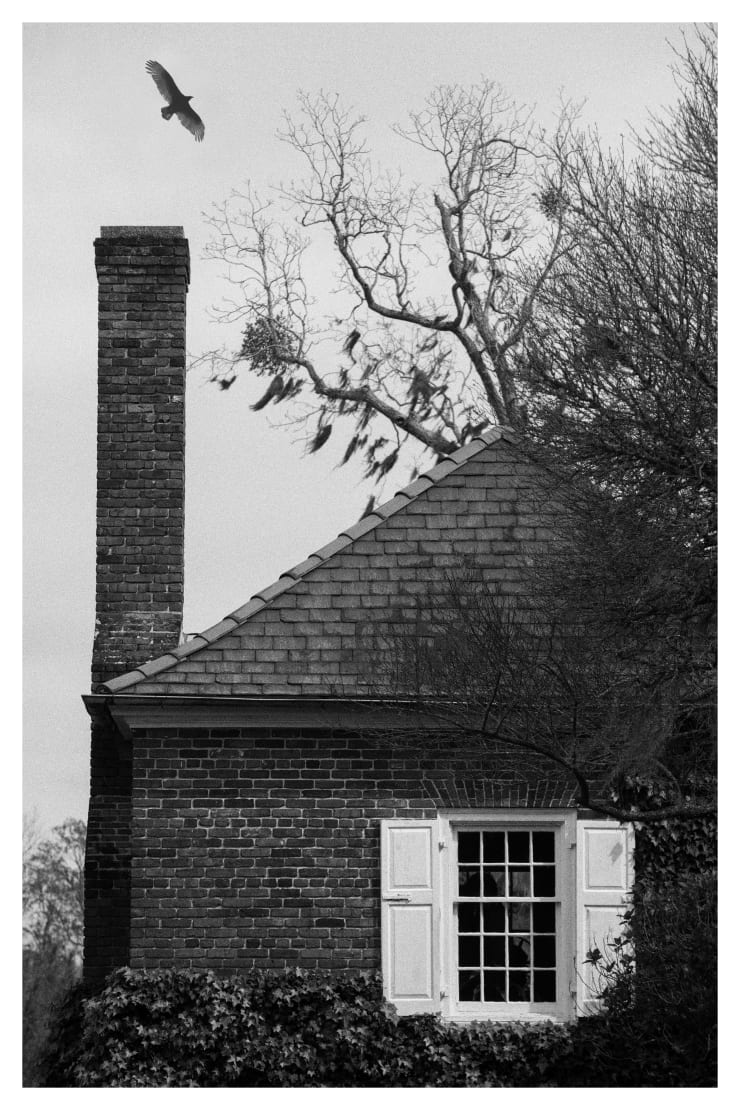 Black and white photograph of a black bird hovering over house in Charleston, USA.