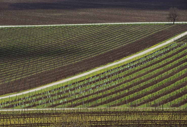 Evgeniya Strygina, Living Nature - 13, 2017