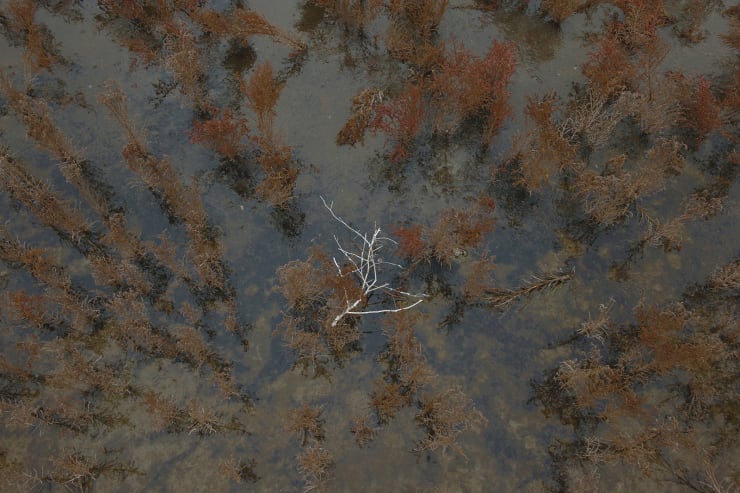 Evgeniya Strygina, Living Nature - 02, 2016