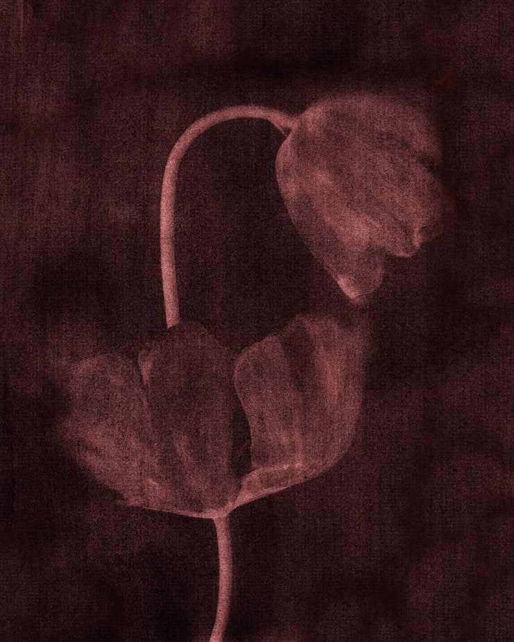 Shelley Kirkwood, Tulip stack, 2025