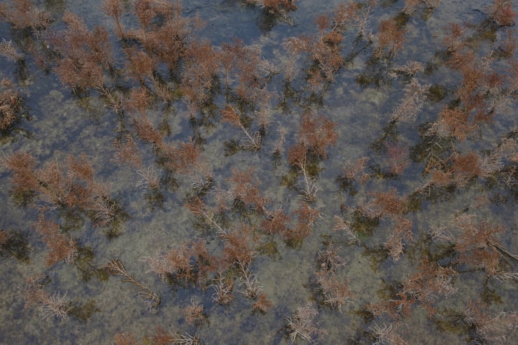 Evgeniya Strygina, Living Nature - 17, 2016