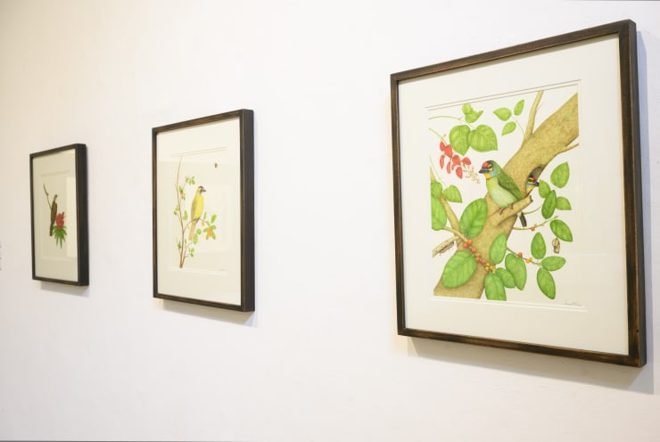 S Herath Serendib Birds Z720254