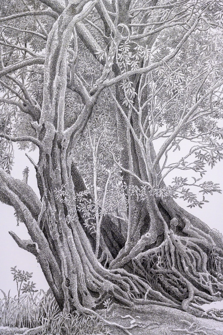 Beneath The Canopy Karunasiri Wijesinghe