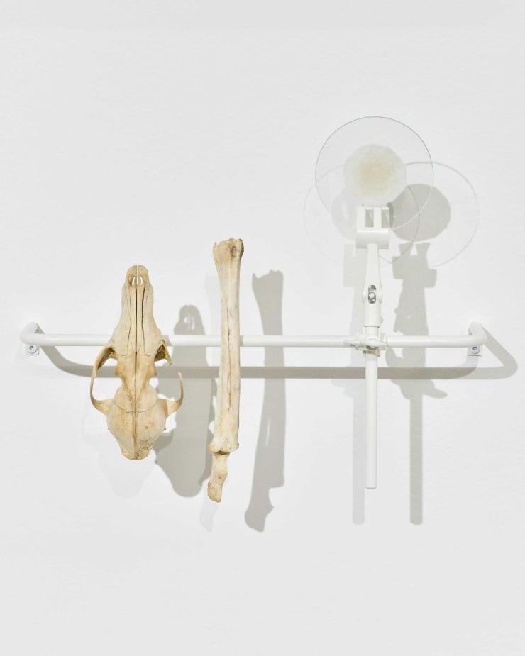 Pyhästä lehdosta vuodatettu väri (Colour Shed from the Holy Grove)