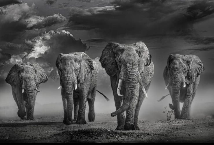Timothy Dunn, AMBOSELI NIRVANA (B&W), 2022