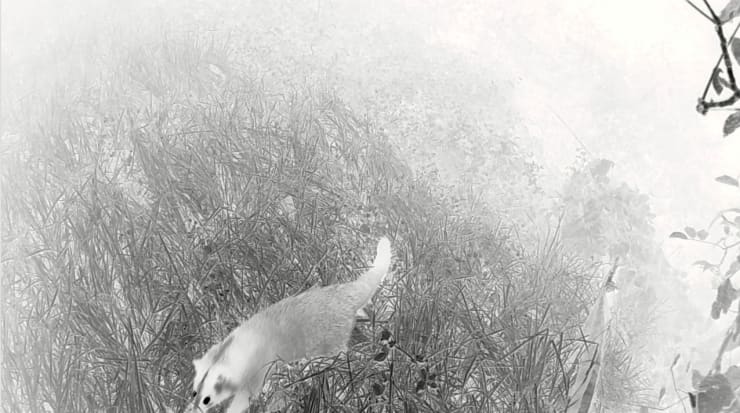 大馆 | 保持在线：全球供应